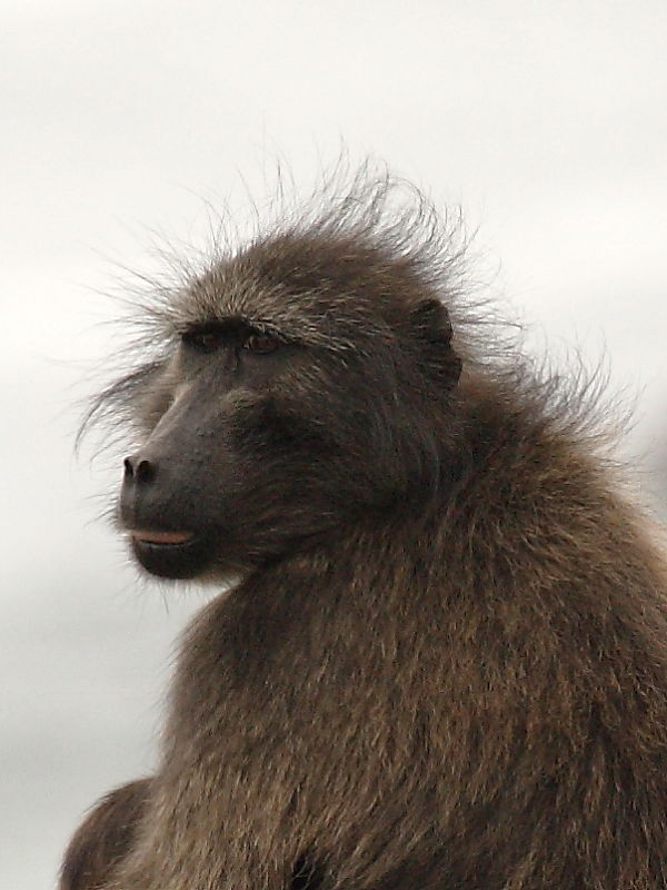 Chacma or Cape Baboon, South Africa © 2014 Steve Ogden