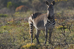 South African mammals