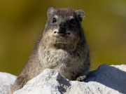 Rock Hyrax in the Hottentots Holland mountain range, South Africa © 2006 Steve Ogden