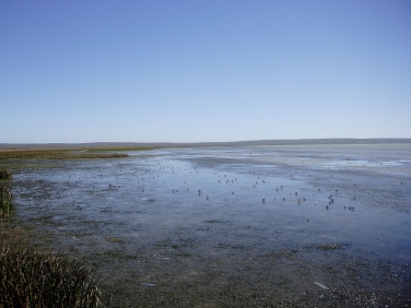 Langebaan Lagoon mudflats at low tide viewed from the Geelbek Bird hide
