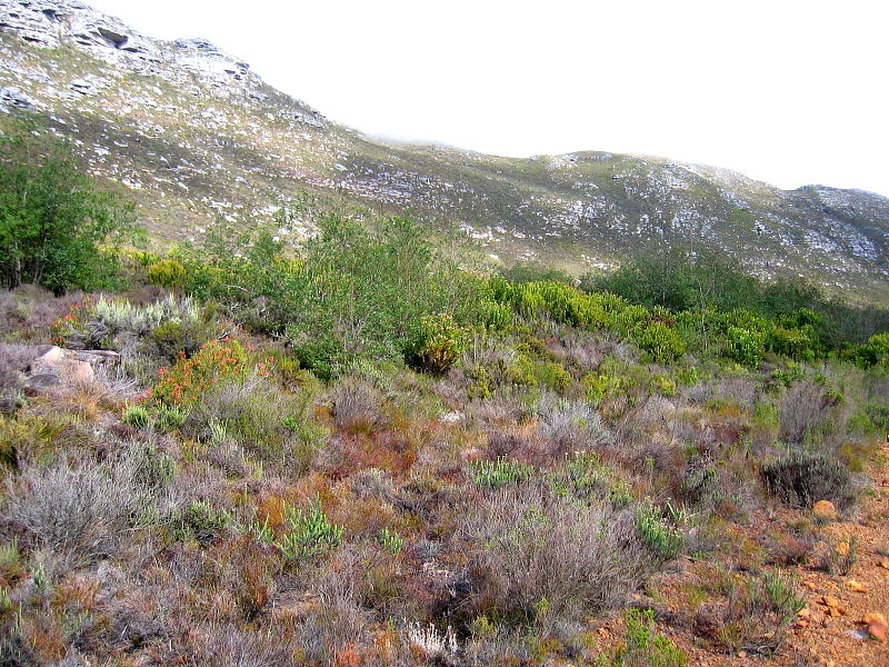 Fynbos on the slopes of the Cape Peninsula Mountain Range, South Africa © Claire Ogden