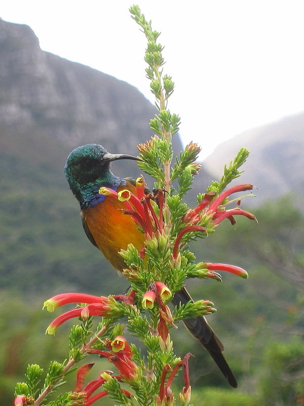 Orange-breasted Sunbird in Kirstenbosch National Botanical Gardens, Cape Town, South Africa © Claire Ogden