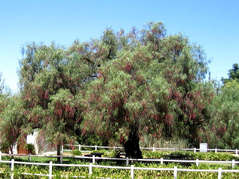 Pepper tree in grounds of Groote Post winery, South Africa © Claire Ogden