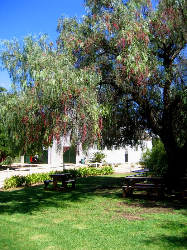 Pepper tree overhanging picnic tables at Groote Post winery, in the Darling Hills, South Africa © Claire Ogden