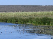 Wading birds gathering during flooding tide at Langebaan Lagoon, West Coast National Park, South Africa © Steve Ogden