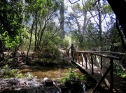 Woodland walks in Kirstenbosch National Botanical Gardens, Cape Town