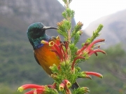 Orange-breasted Sunbird in Kirstenbosch National Botanical Gardens, Cape Town