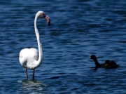 Greater Flamingo and Red-knobbed Coot at Strandfontein, Cape Town, South Africa