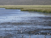 Wading birds gathering during rising tide at Langebaan Lagoon, West Coast National Park, South Africa