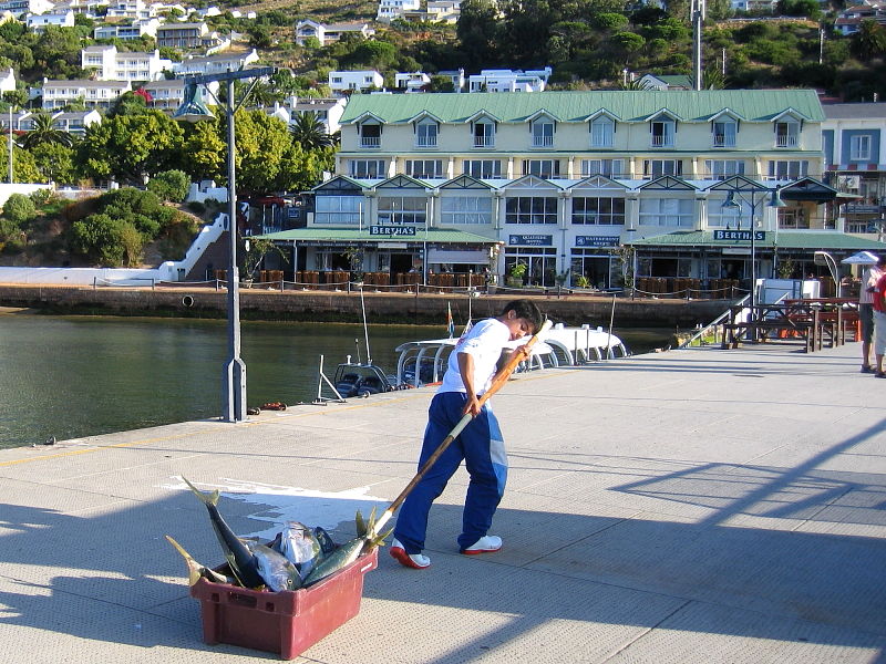 Tuna being pulled up Simon's Town fish quay towards Bertha's Restaurant, Cape Peninsula, South Africa © 2006 Steve Ogden