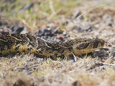 Puff Adder - one of South Africa's deadliest snakes, seen in the Cape of Good Hope Reserve