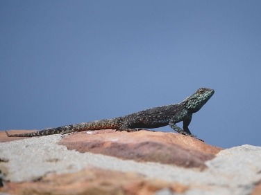 Green Lizard basking on a rock at Cape Point, Cape of Good Hope Reserve, South Africa