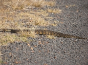 Puff Adder stretched across road in the Cape of Good Hope Reserve, South Africa
