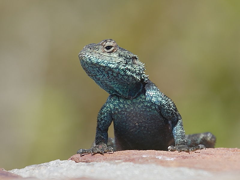 South African Reptiles Wildlife Insight