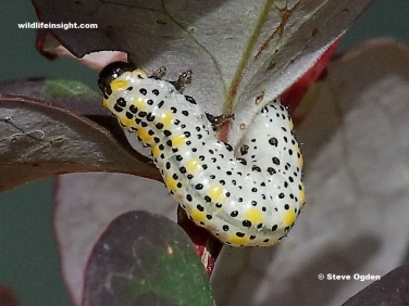 Larva of the Berberis Sawfly,  Arge berberidis