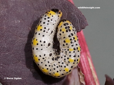 Larva of the Berberis Sawfly (Arge berberidis) feeding on Purple Barberry  (Berberis thunbergii)