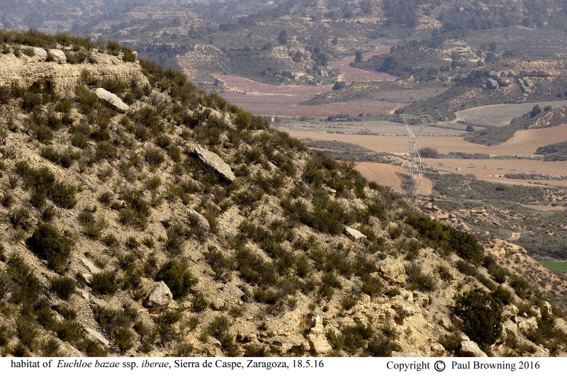 Habitat of The Spanish Greenish Black-tip butterfly ssp iberae in Spain photo Paul Browning