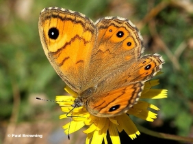 Female Large Wall Brown butterfly (Lasiommata maera) Huesca,  Spain - photo © Paul Browning