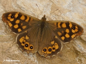 Speckled-Wood-butterfly-Pararge-aegeria-0007