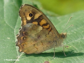 Speckled-Wood-butterfly-Pararge-aegeria-0760-