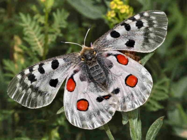 Apollo female aberration - Gerona, Spain © P Browning