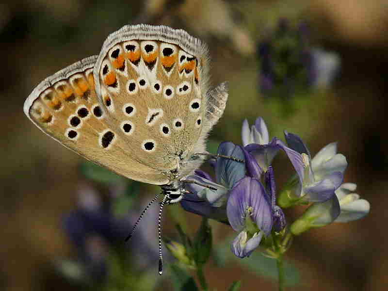 Spanish Butterfly Lycaenidae Gallery Wildlife Insight