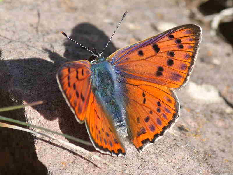 Copper butterflies
