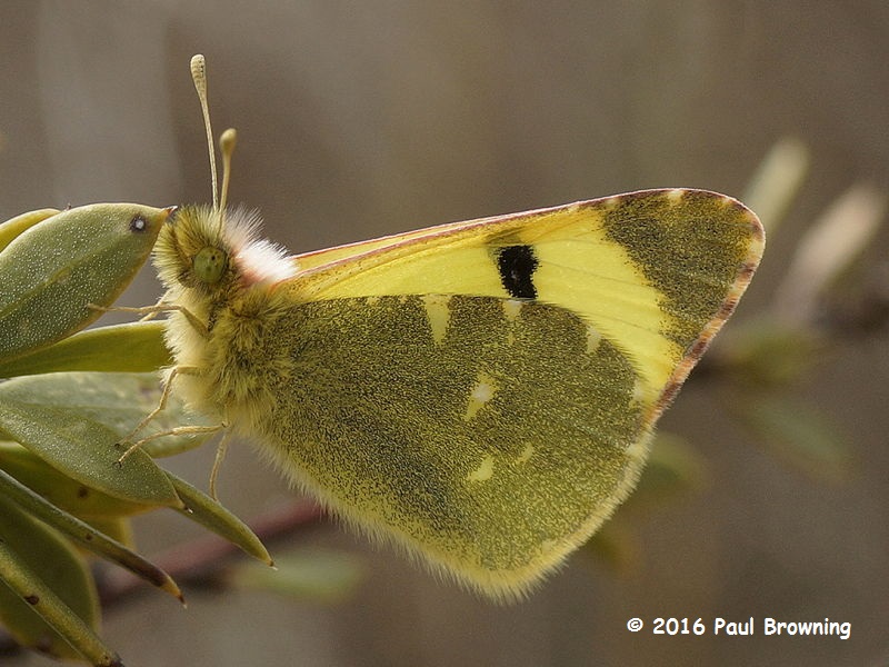 The Spanish Greenish Black-tip butterfly ssp iberae in Spain photo Paul Browning