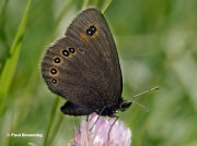 Bright-eyed-Ringlet-butterfly-Erebia oeme-D7433