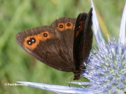 Chapmans-Ringlet-butterfly-Erebia-palarica-2709