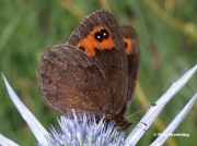 Chapmans-Ringlet-butterfly-Erebia-palarica-D8888-