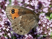 Chapmans-Ringlet-butterfly-Erebia-palarica-D8888