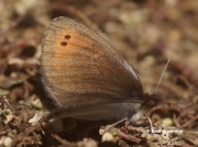 False-Dewy-Ringlet-butterfly-Erebia-sthennya-Spain-D4108