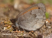 False-Dewy-Ringlet-butterfly-Erebia-sthennya-D4127