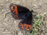 Piedmont-Ringlet-butterfly-Erebia-meolans-D7383-14
