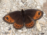 Piedmont-Ringlet-butterfly-Erebia-meolans-D7611