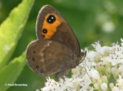 Piedmont-Ringlet-butterfly-Erebia-meolans-D7785