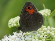 Piedmont-Ringlet-butterfly-Erebia-meolans-Spain