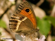 Spanish-Gatekeeper-butterfly-Pyronia-bathseba-17610