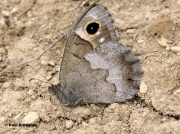 Tree-Grayling-butterfly-Niohipparchia-statilinus-5390