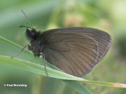 Yellow-spotted-Ringlet-butterfly-Erebia-manto--D3744