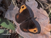 Zapaters-Ringlet-butterfly-Erebia zapateri-D5716