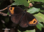 Zapaters-Ringlet-butterfly-Erebia zapateri-D6297