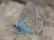 Amanda's Blue butterfly male - Teruel, Spain 18-6-10 © P Browning