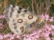 Apollo male nectaring  - Spain © P Browning
