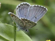 baton-blue-male-huesca-11-6-10-photo-p-browning
