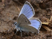 Black-eyed-Blue-butterfly-Glaucopsyche-melanopsmale -Spain-11-6-10 © P Browning