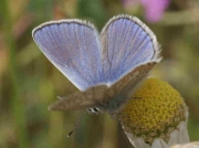 Chapman's Blue butterfly male - Teruel Spain 19-6-10 © P Browning