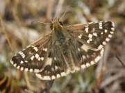 Cinquefoil-Skipper-butterfly-Pyrgus cirsii-male - Spain
