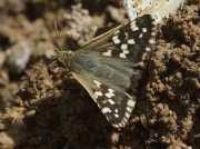 Cinquefoil Skipper-butterflies-Pyrgus cirsiimale-Spain © P Browning